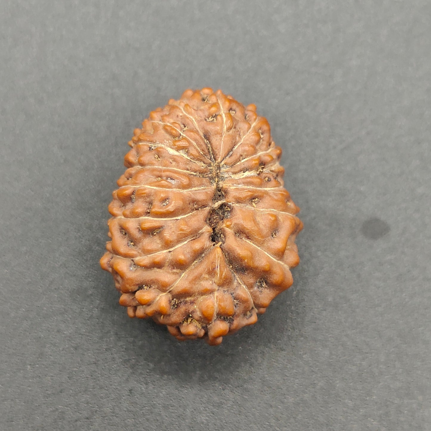17 Mukhi / Seventeen Face Java Rudraksha Super Collector 22.81 mm