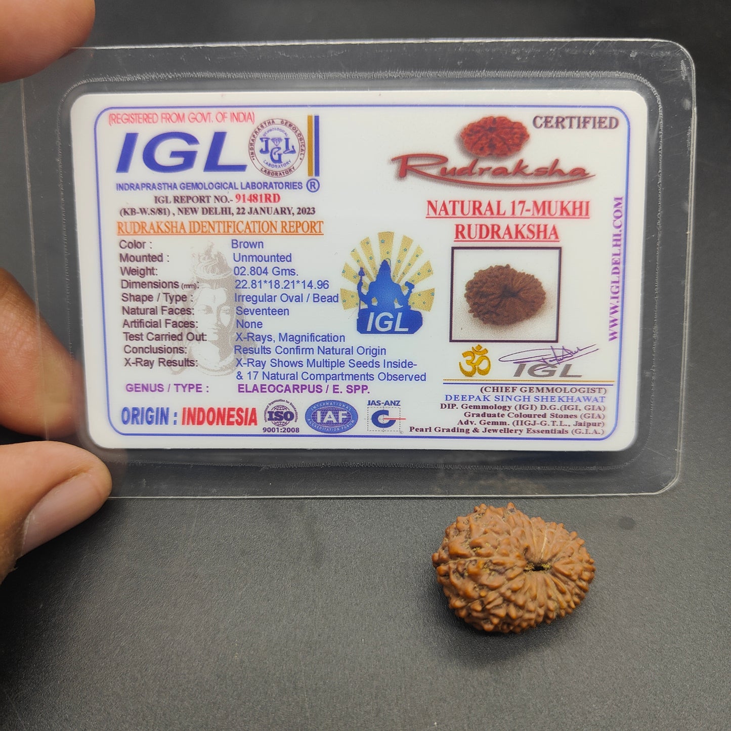 17 Mukhi / Seventeen Face Java Rudraksha Super Collector 22.81 mm