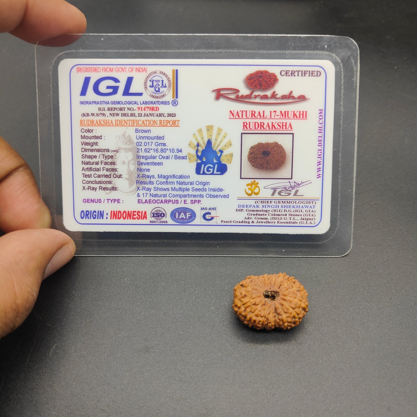 17 Mukhi / Seventeen Face Java Rudraksha Collector 21.62 mm