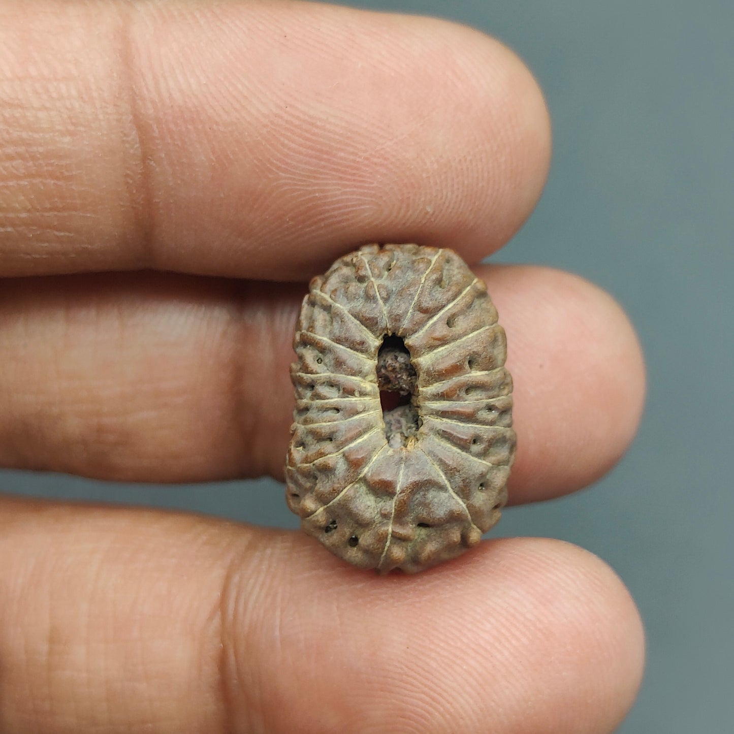 17 Mukhi / Seventeen Face Java Rudraksha Collector 20 mm