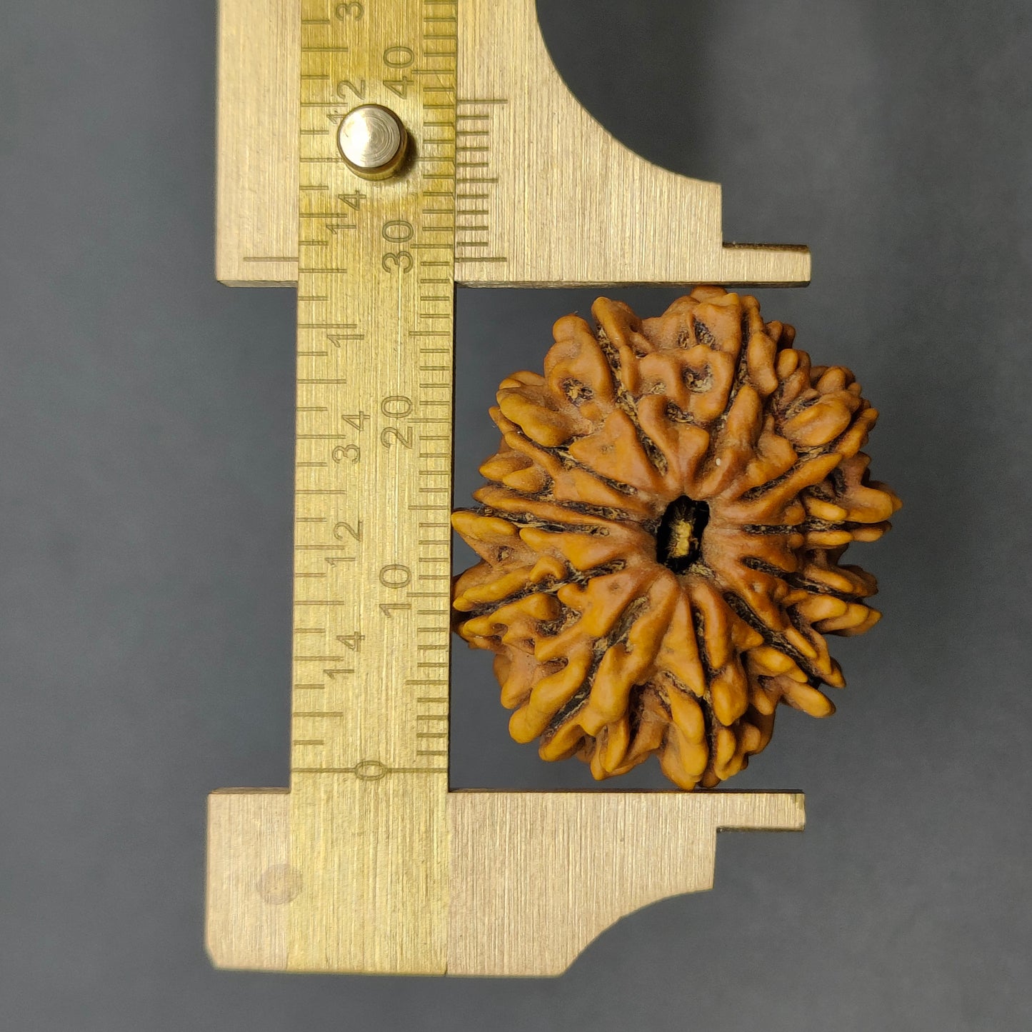 Natural untreated 12 Mukhi Rudraksha real surface texture