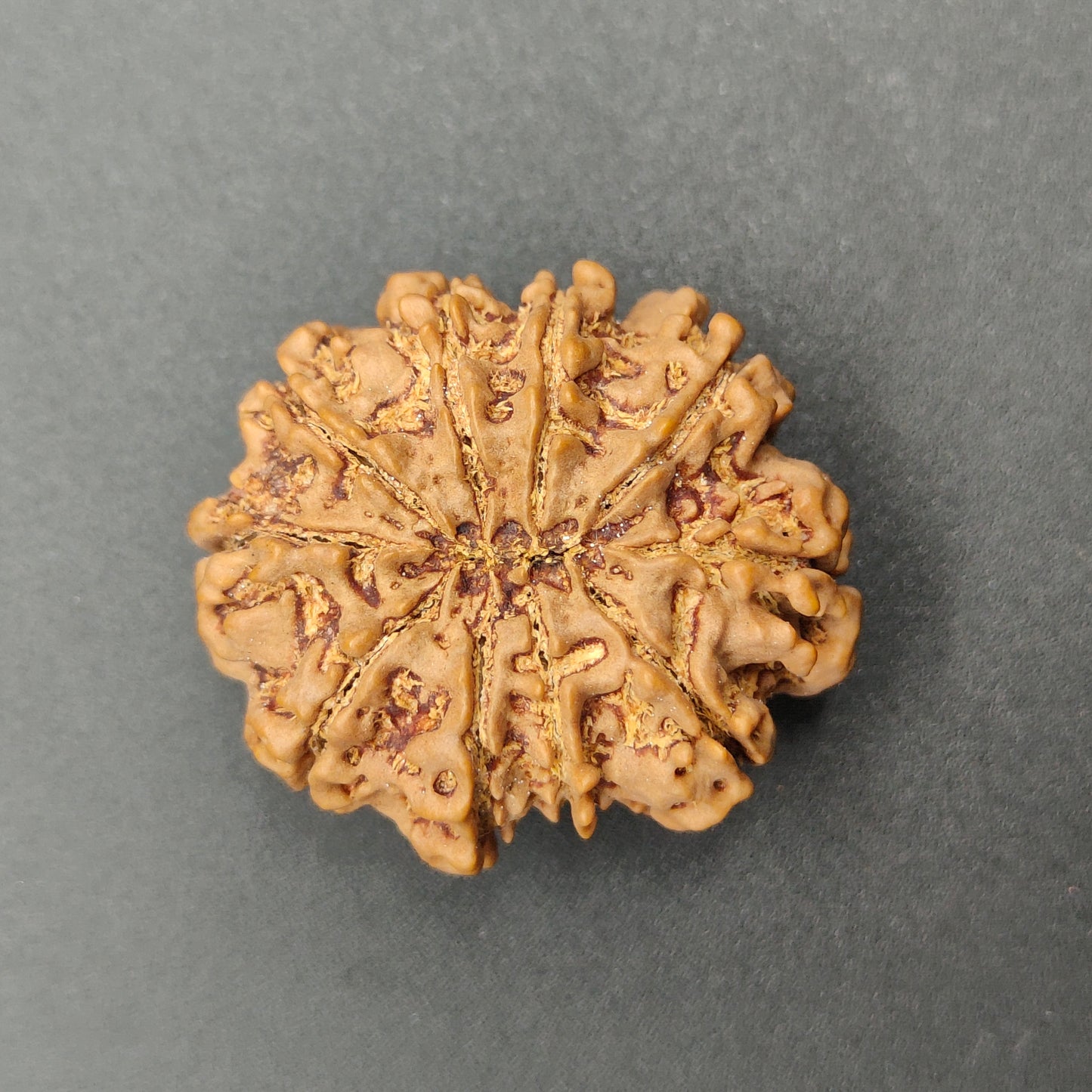 10 Mukhi / Ten Face Super Collector Nepal Rudraksha 31mm, 6.48g | Lab Certified|