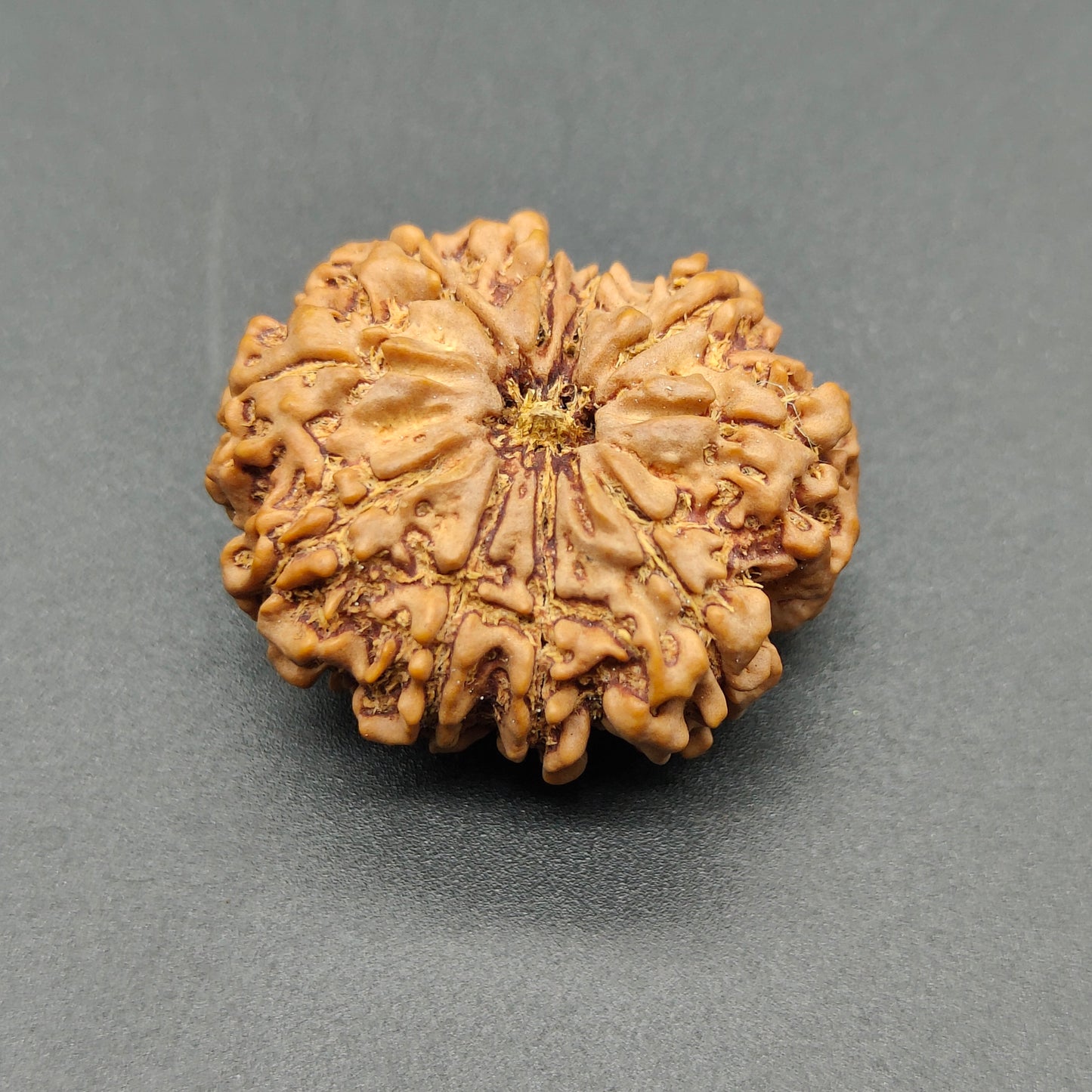 10 Mukhi / Ten Face Super Collector Nepal Rudraksha 31mm, 6.48g | Lab Certified|