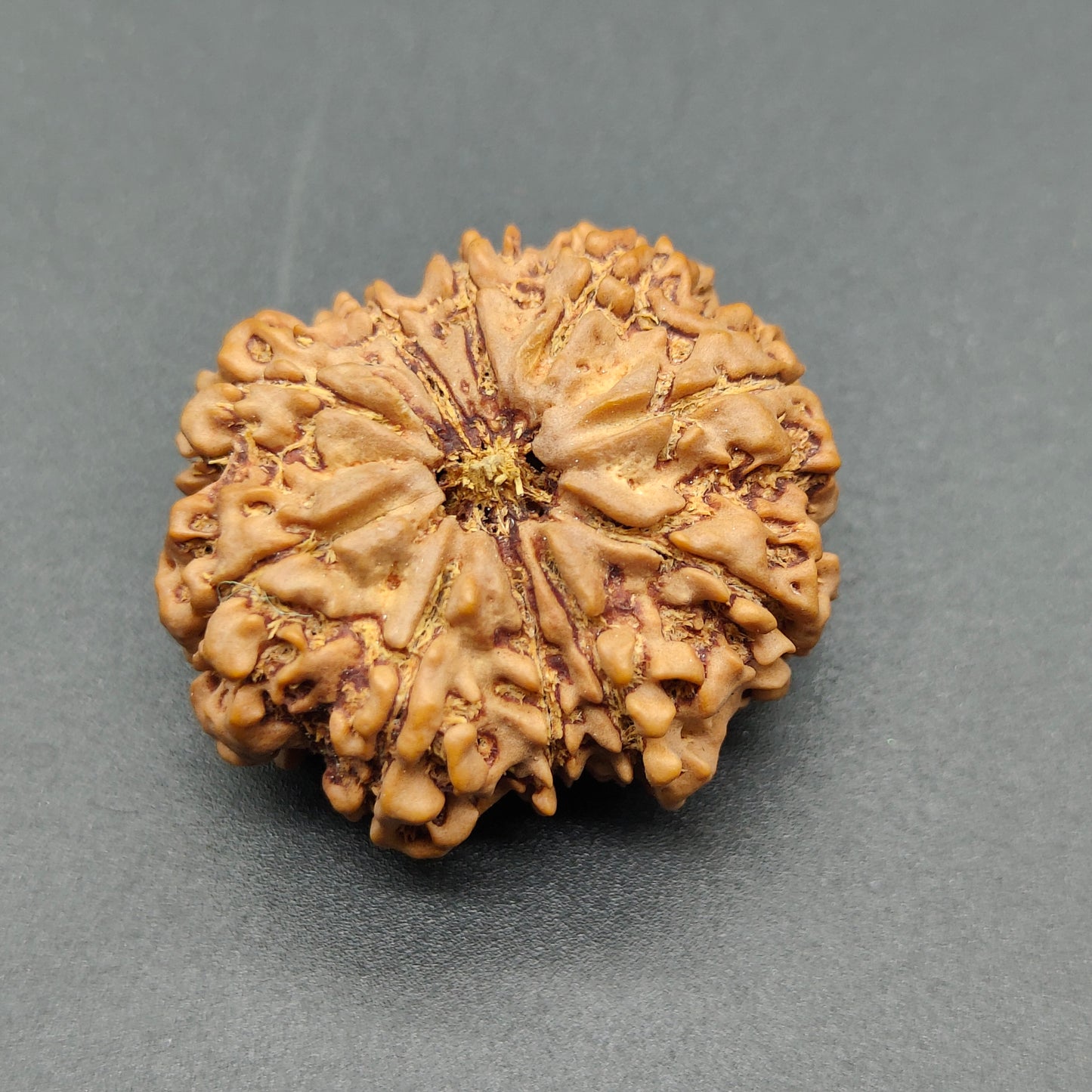 10 Mukhi / Ten Face Super Collector Nepal Rudraksha 31mm, 6.48g | Lab Certified|