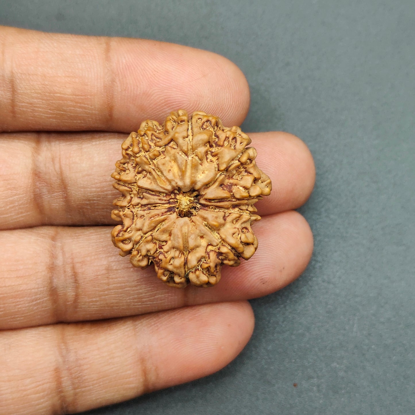 10 Mukhi / Ten Face Super Collector Nepal Rudraksha 31mm, 6.48g | Lab Certified|