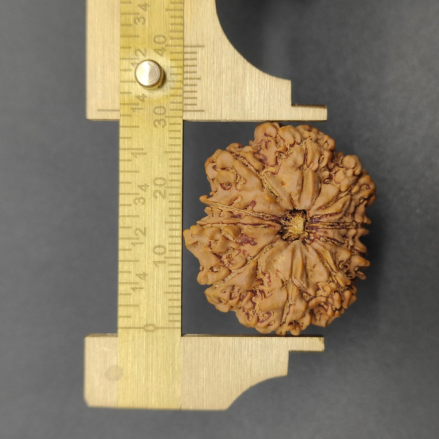 10 Mukhi / Ten Face Super Collector Nepal Rudraksha 31mm, 6.48g | Lab Certified|