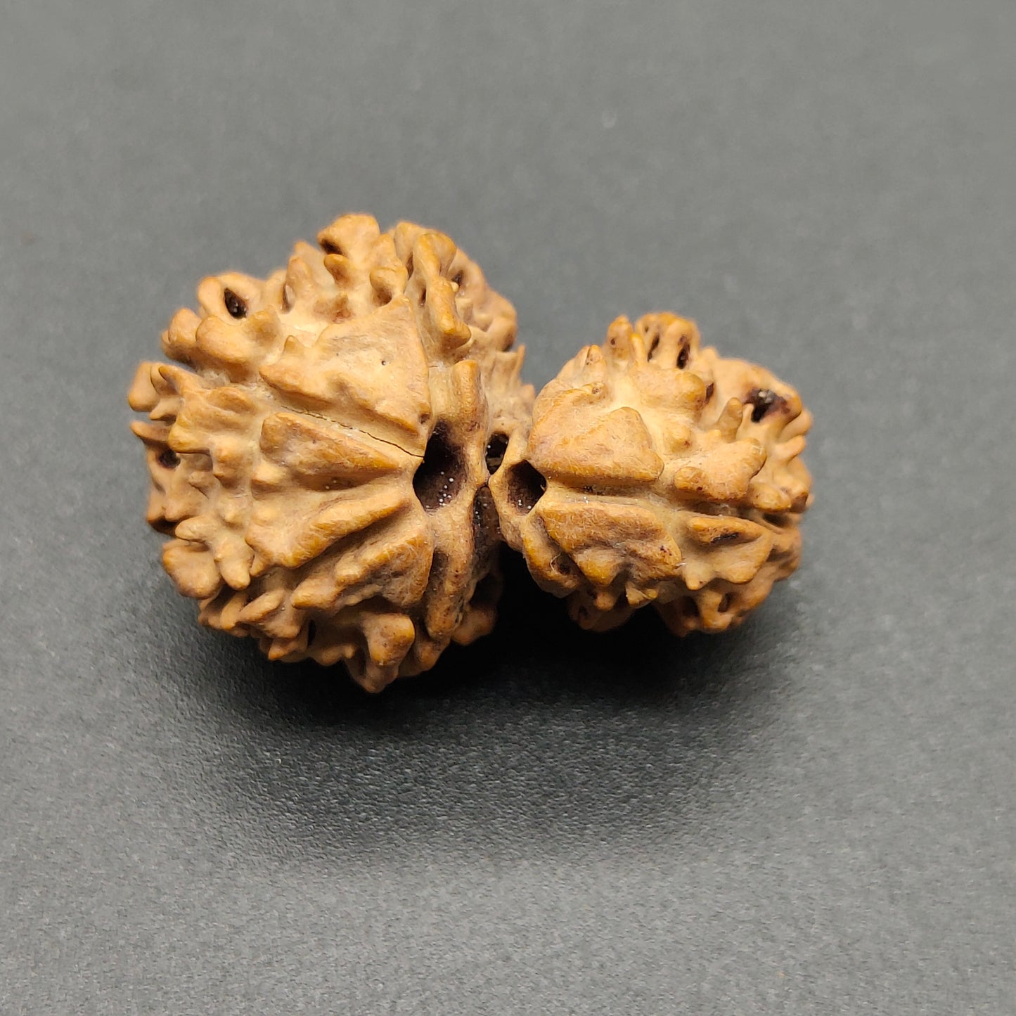 Ek Mukhi / One Face Sawaar Rudraksha From Nepal 27mm, 2.43gram
