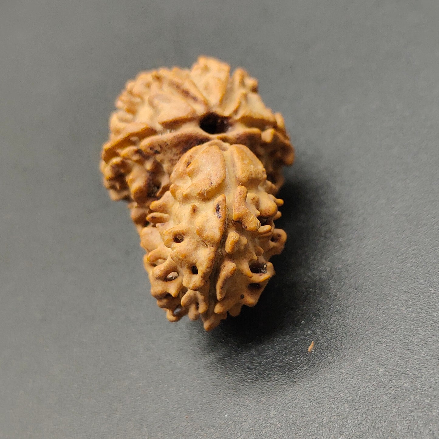 Ek Mukhi / One Face Sawaar Rudraksha From Nepal 27mm, 2.43gram