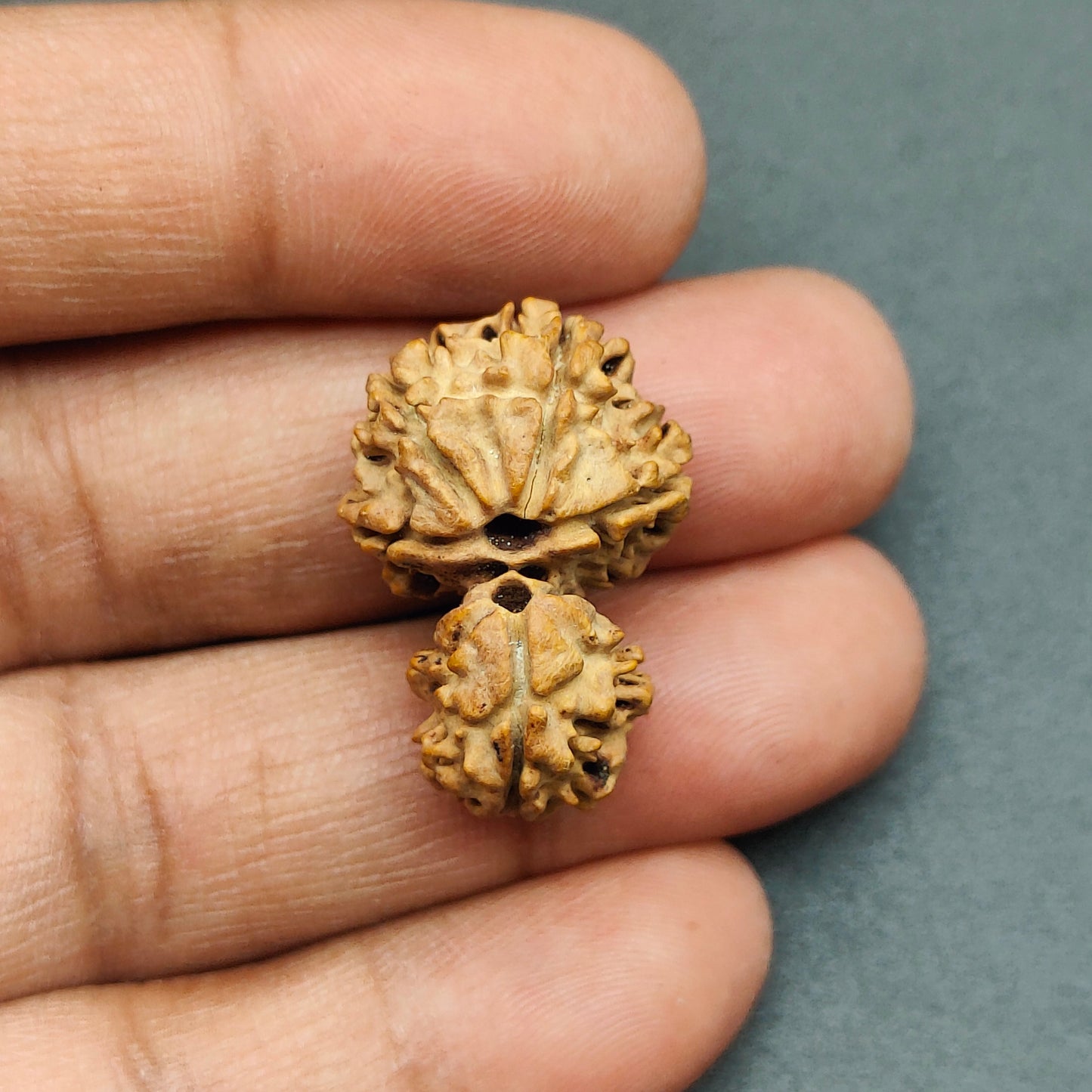 Ek Mukhi / One Face Sawaar Rudraksha From Nepal 27mm, 2.43gram