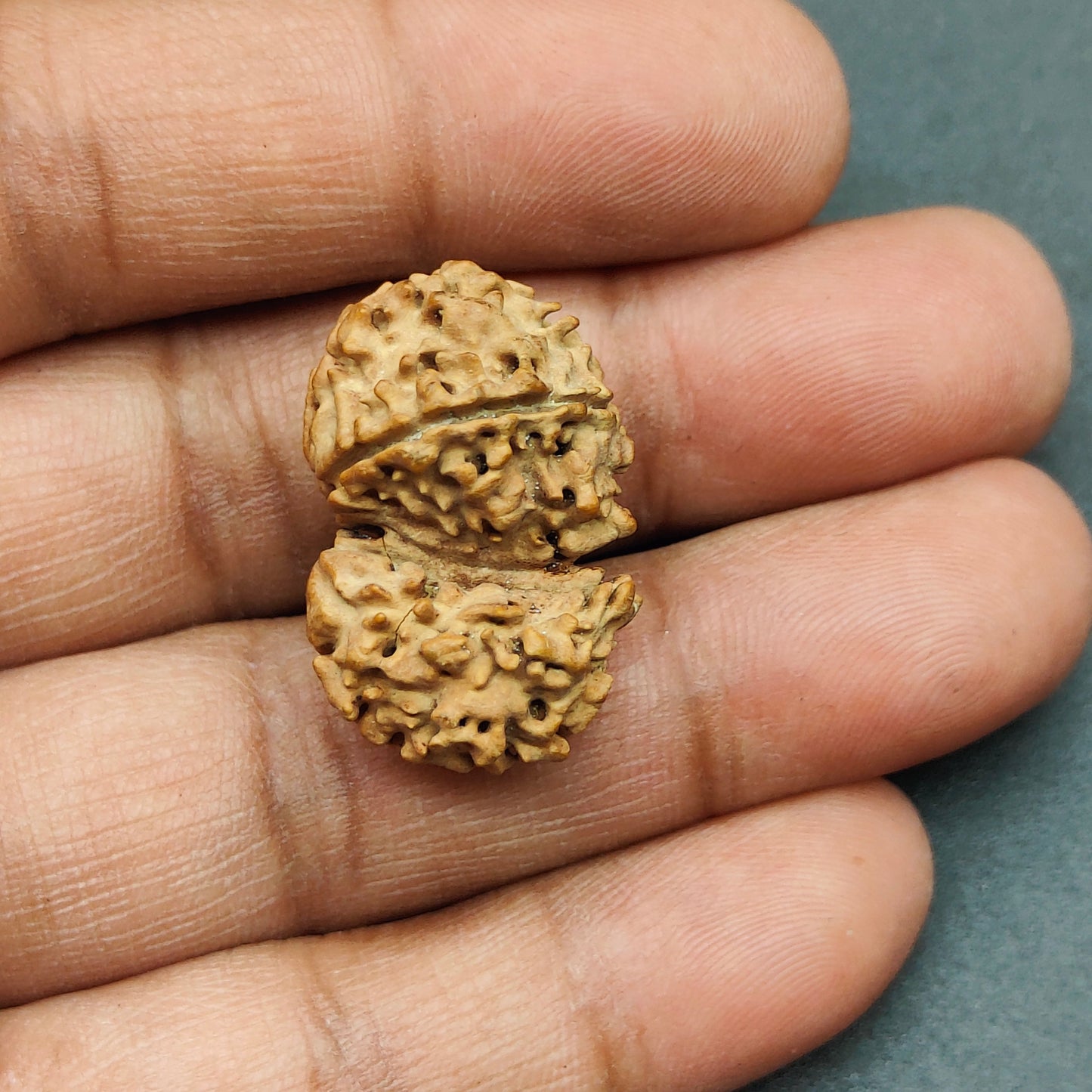 Ek Mukhi / One Face Sawaar Rudraksha From Nepal 27mm, 2.43gram