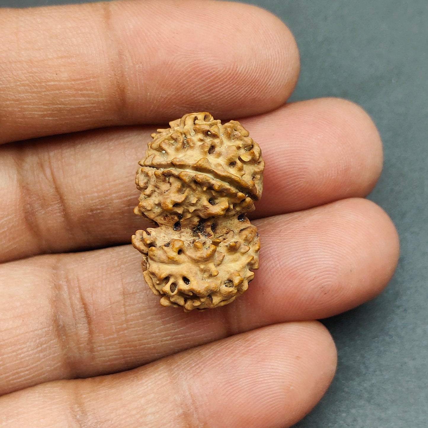 Ek Mukhi / One Face Sawaar Rudraksha From Nepal 27mm, 2.43gram