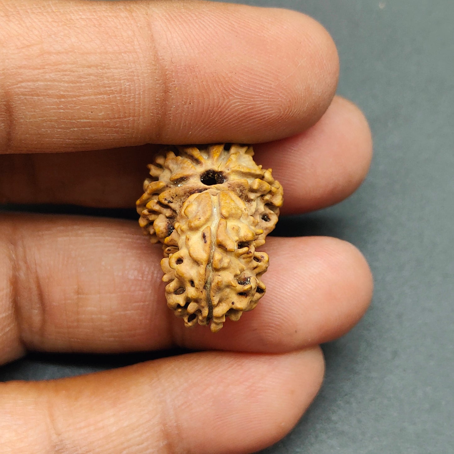 Ek Mukhi / One Face Sawaar Rudraksha From Nepal 27mm, 2.43gram