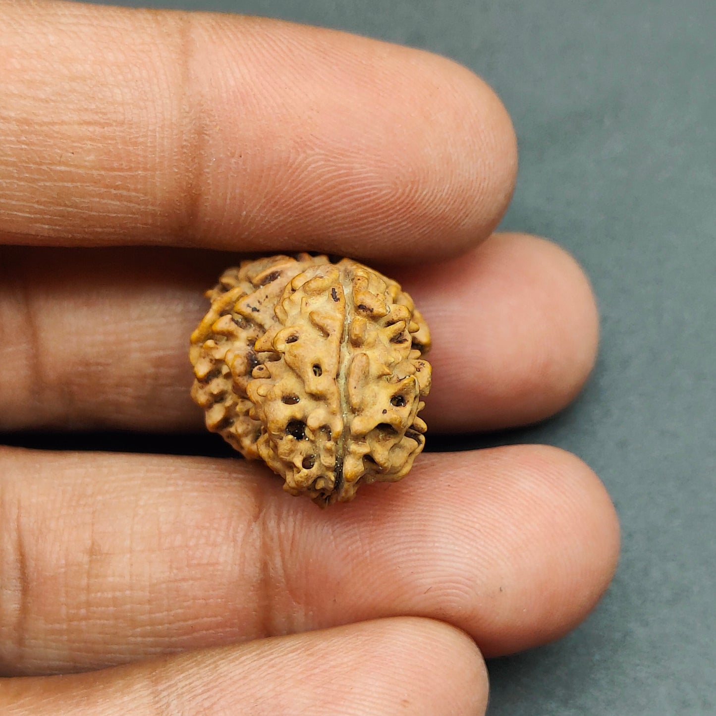 Ek Mukhi / One Face Sawaar Rudraksha From Nepal 27mm, 2.43gram