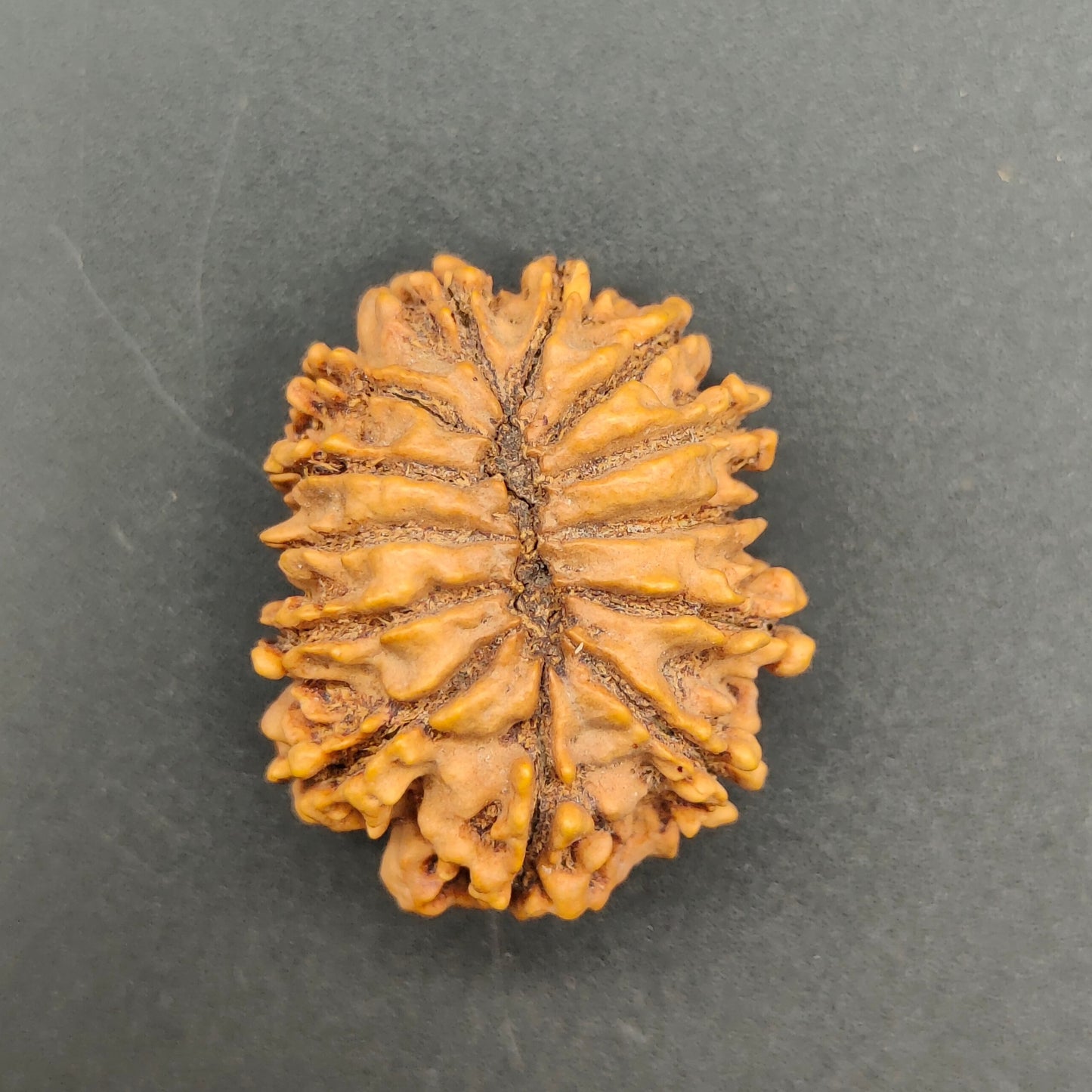 13 Mukhi / Thirteen Face Collector Nepal Rudraksha 28mm, 4.73gram