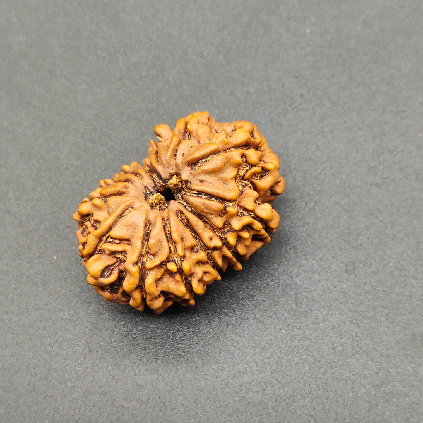 13 Mukhi / Thirteen Face Collector Nepal Rudraksha 29.5mm, 4.55 Grams