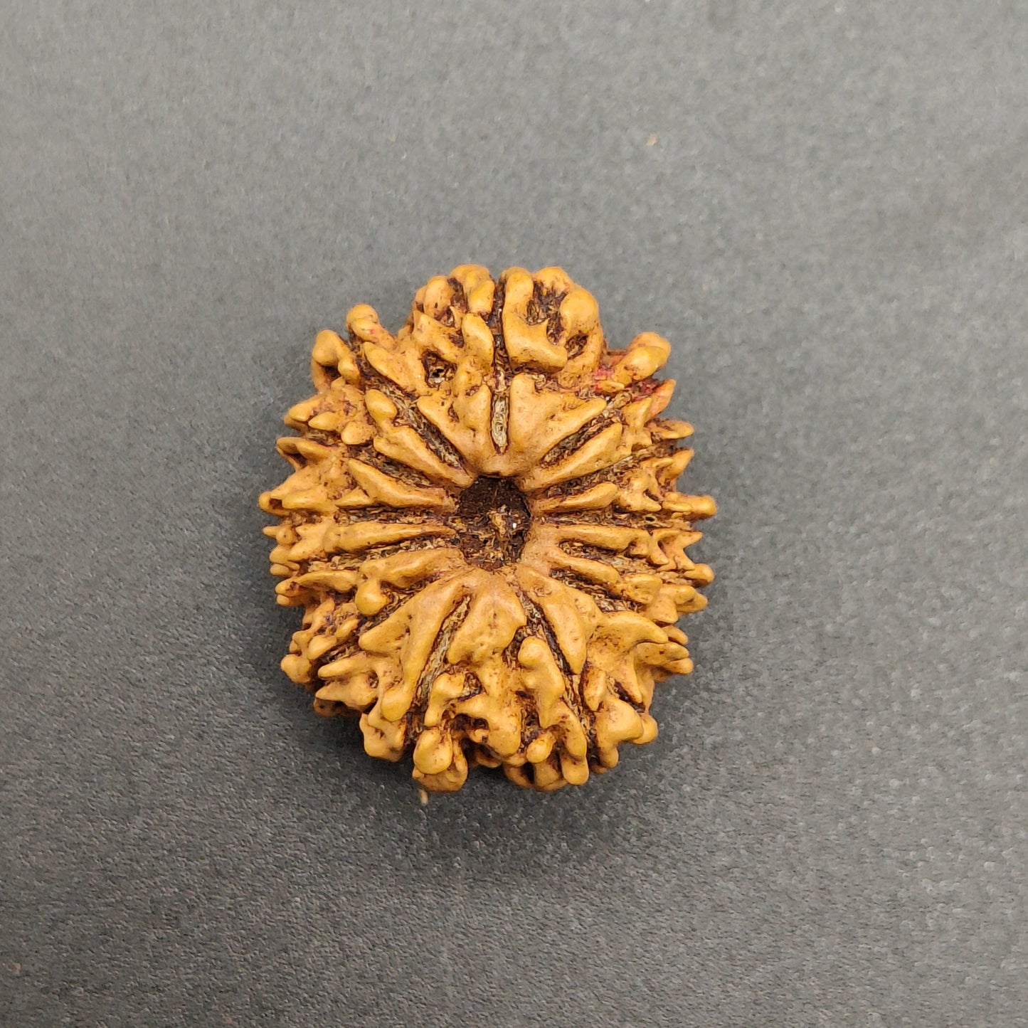 13 Mukhi / Thirteen Face Nepal Rudraksha 23 mm, 2.23 gram