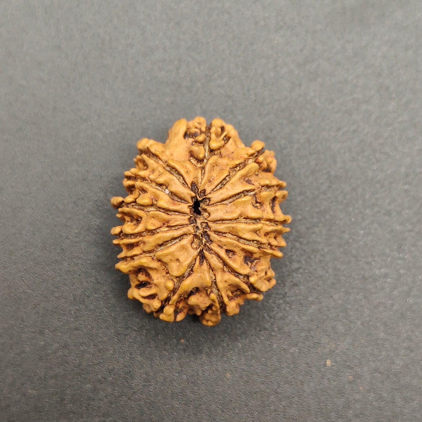 13 Mukhi / Thirteen Face Nepal Rudraksha 23 mm, 2.23 gram