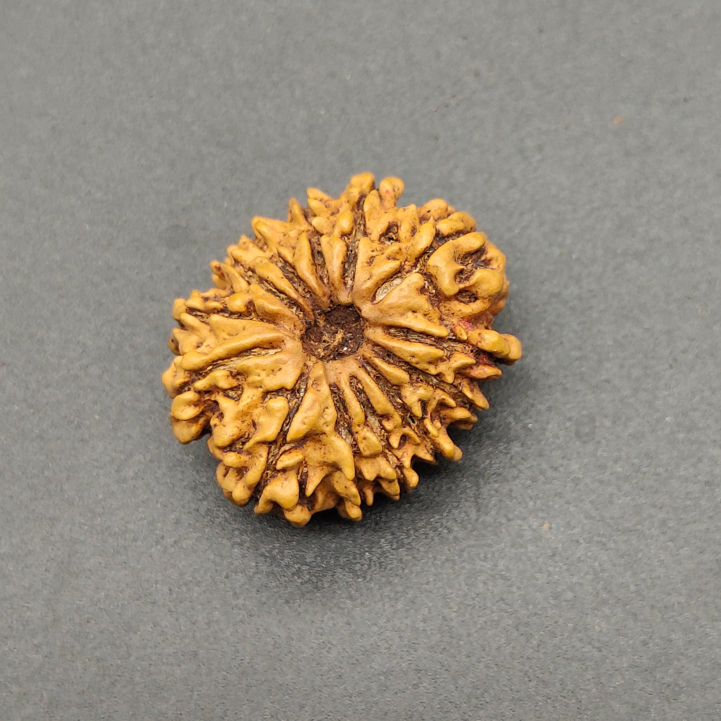 13 Mukhi / Thirteen Face Nepal Rudraksha 23 mm, 2.23 gram