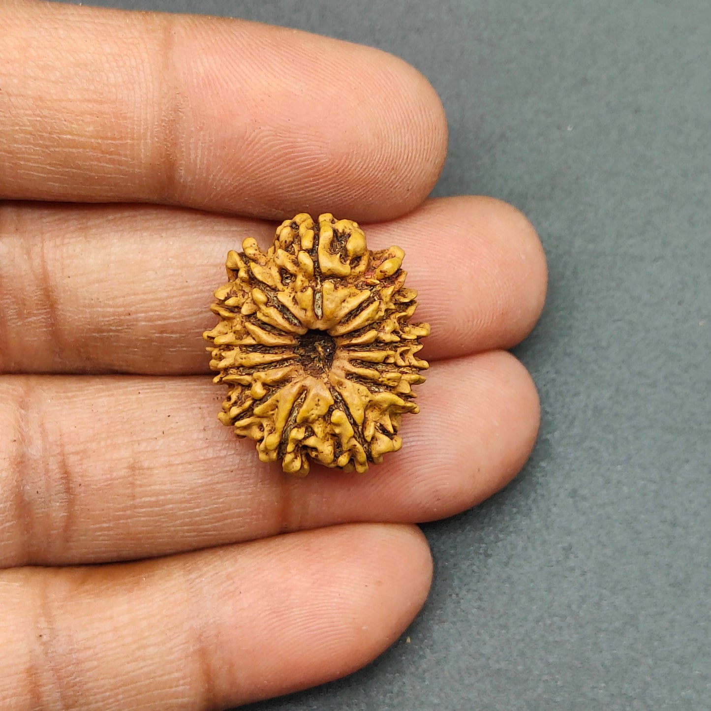 13 Mukhi / Thirteen Face Nepal Rudraksha 23 mm, 2.23 gram