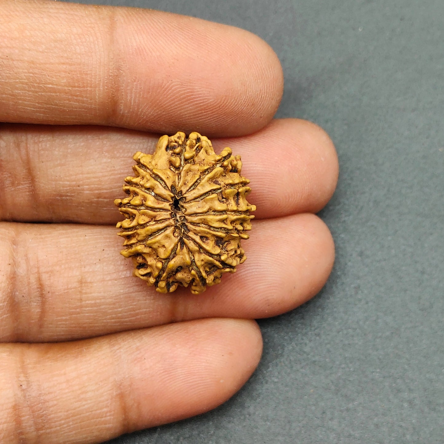 13 Mukhi / Thirteen Face Nepal Rudraksha 23 mm, 2.23 gram