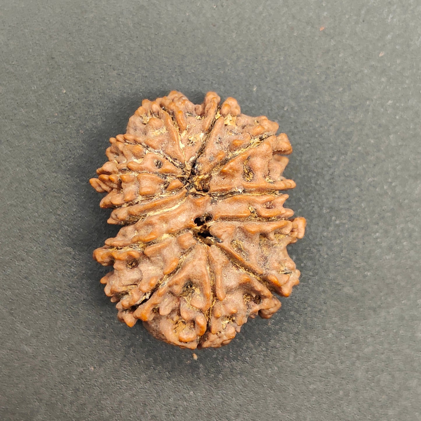 13 Mukhi / Thirteen Face Collector Nepal Rudraksha 28mm, 4.76gram