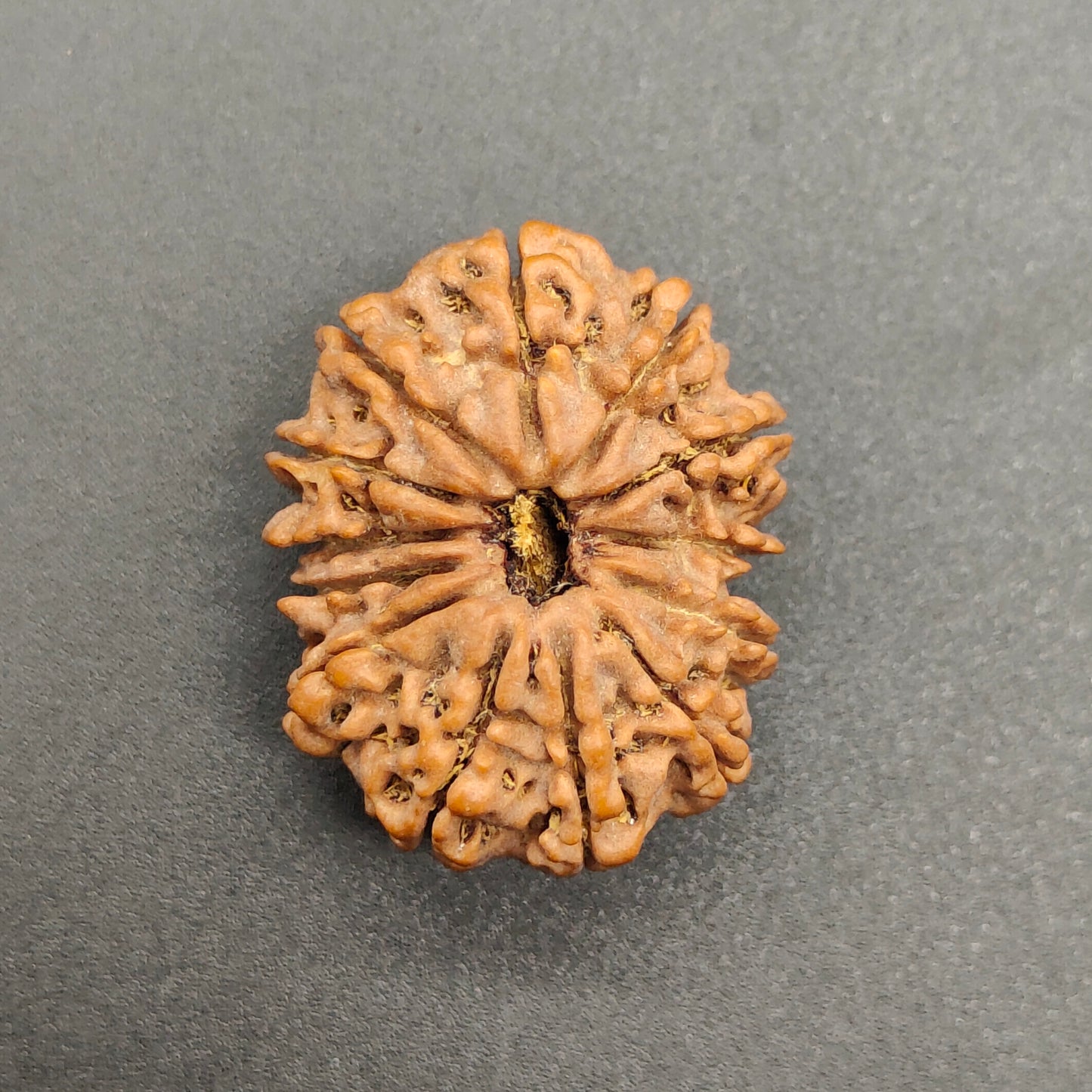 13 Mukhi / Thirteen Face Collector Nepal Rudraksha 27mm plus, 4.85g