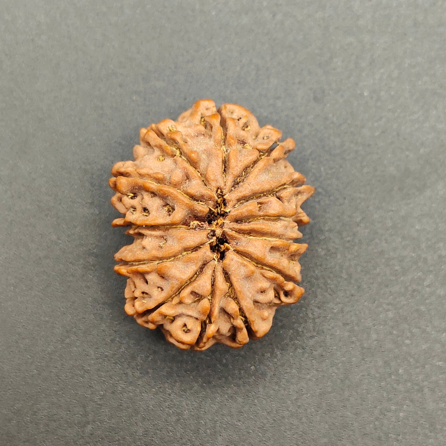 13 Mukhi / Thirteen Face Collector Nepal Rudraksha 27mm plus, 4.85g