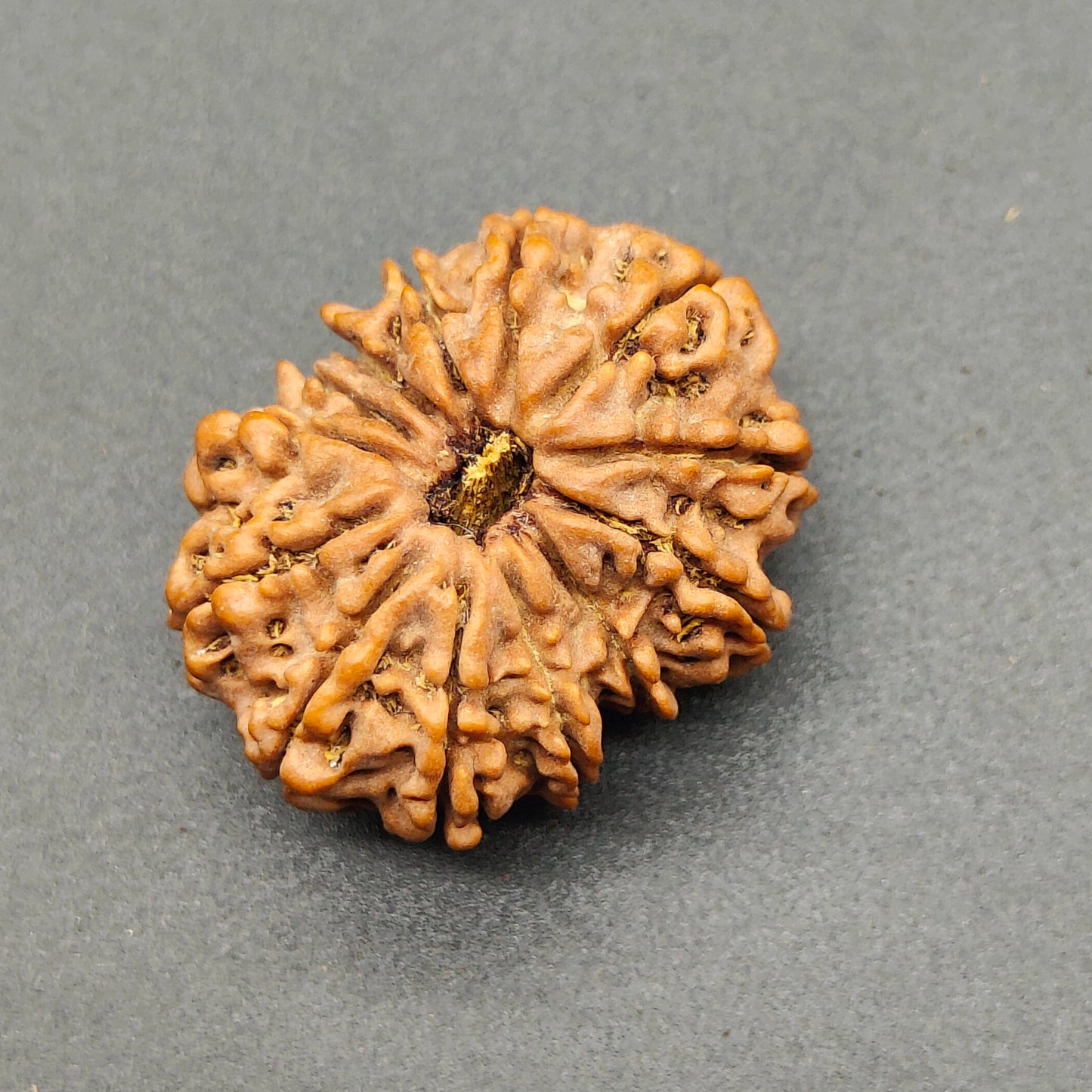 13 Mukhi / Thirteen Face Collector Nepal Rudraksha 27mm plus, 4.85g