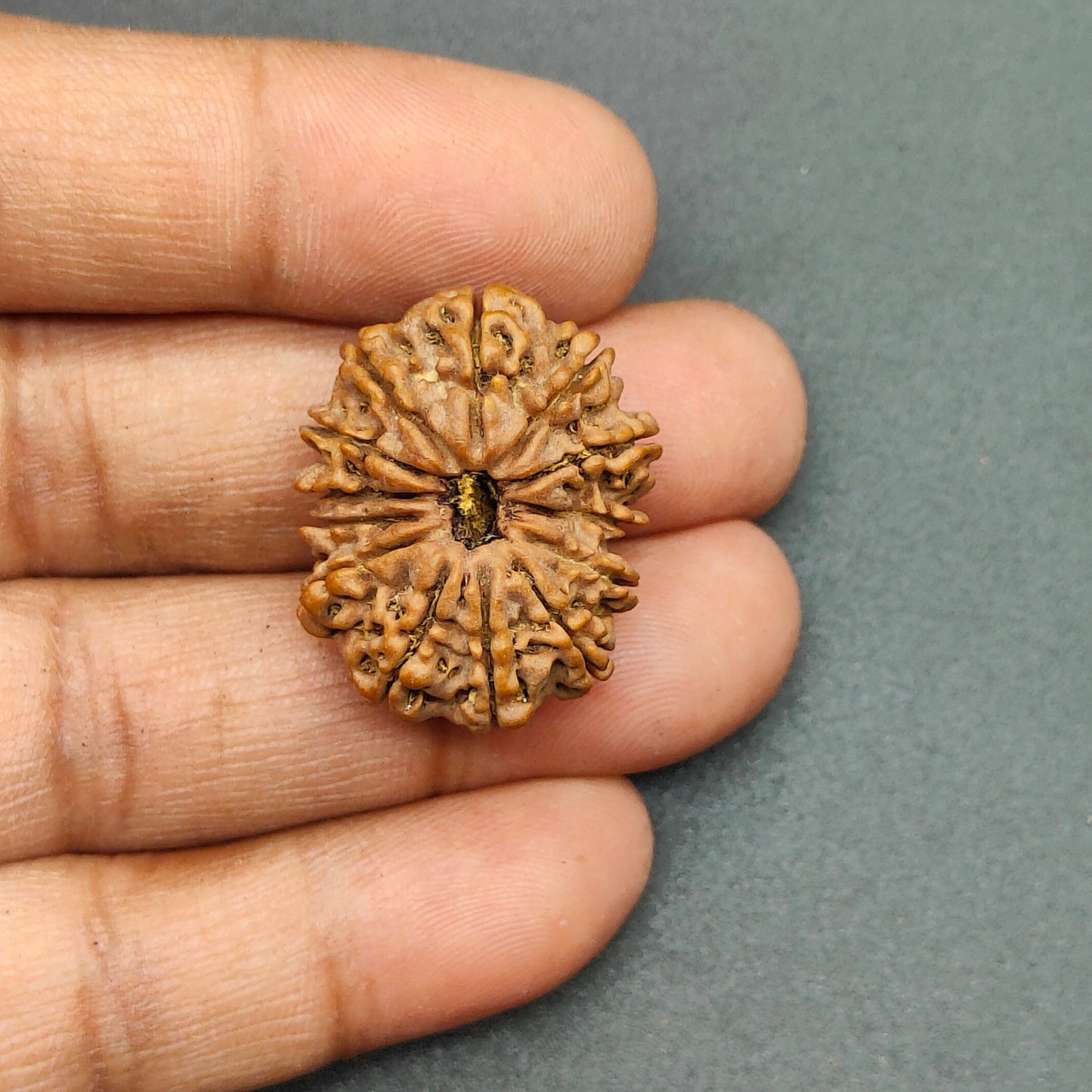 13 Mukhi / Thirteen Face Collector Nepal Rudraksha 27mm plus, 4.85g