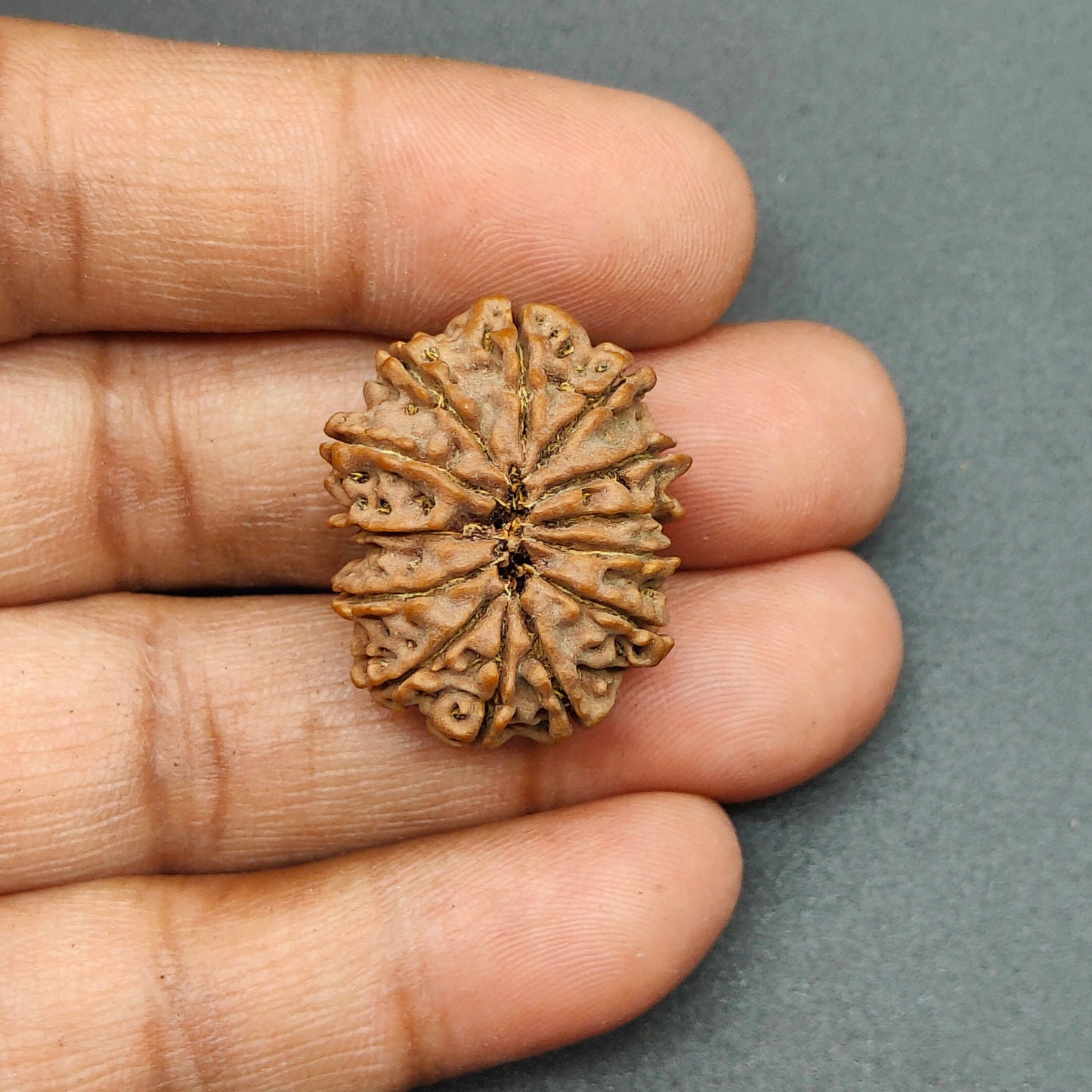 13 Mukhi / Thirteen Face Collector Nepal Rudraksha 27mm plus, 4.85g