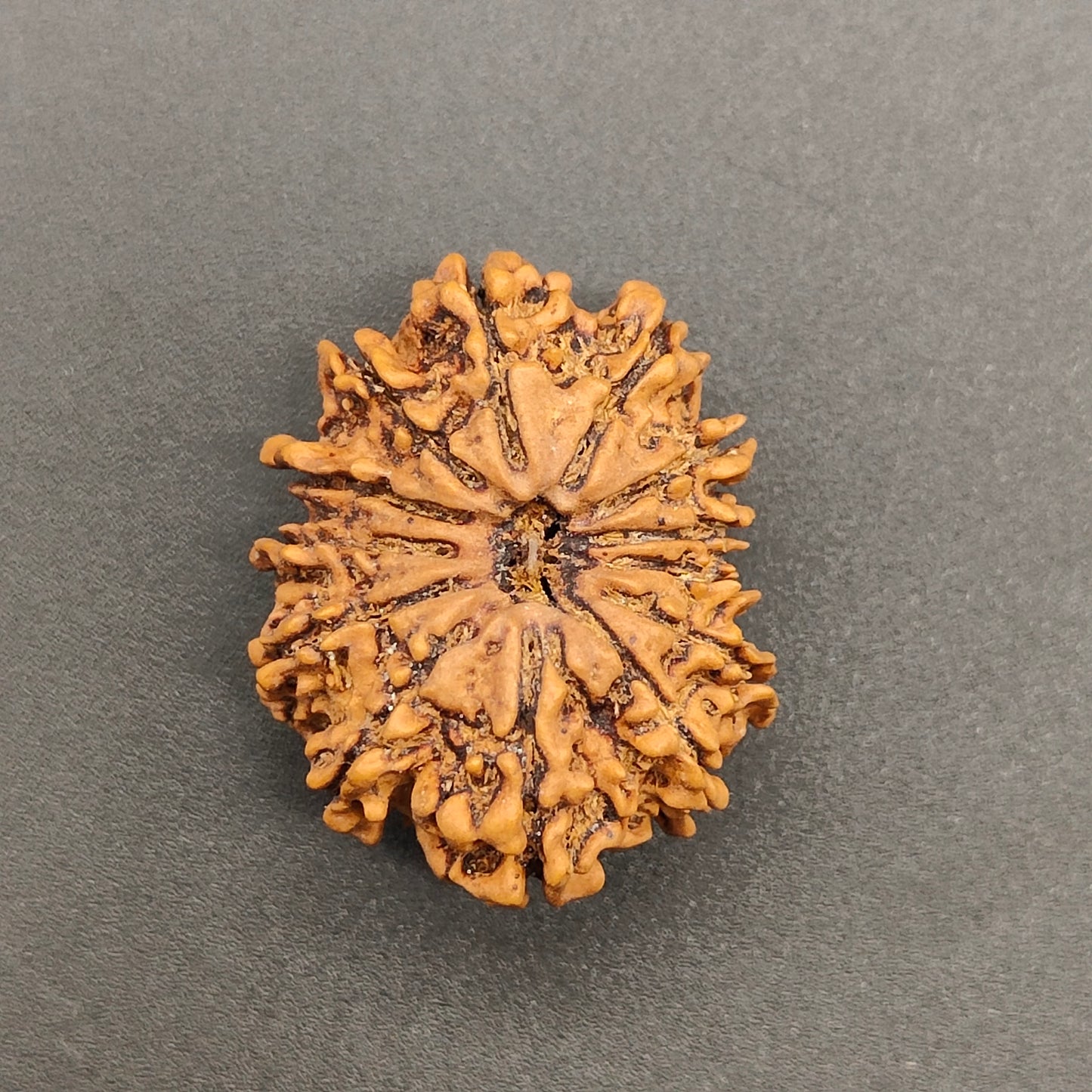 13 Mukhi / Thirteen Face Collector Nepal Rudraksha 27mm, 3.55gram