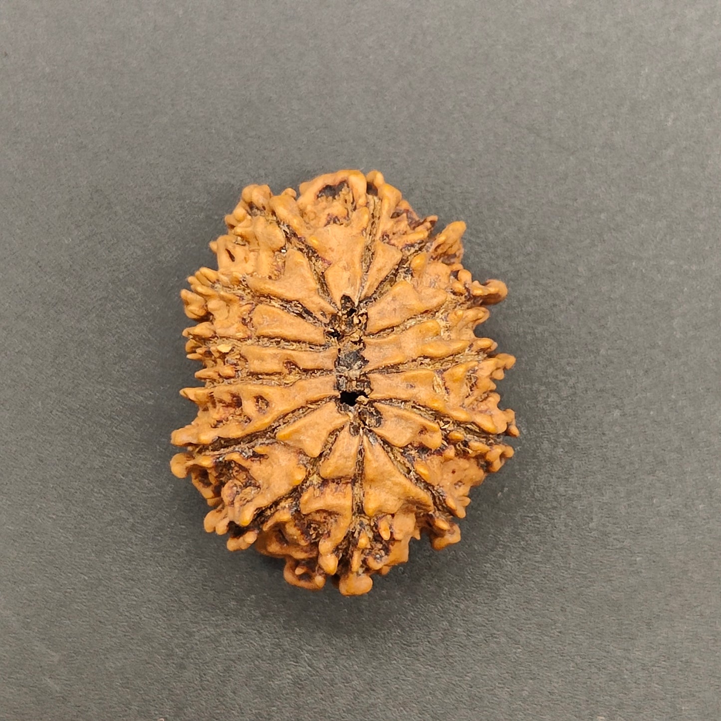 13 Mukhi / Thirteen Face Collector Nepal Rudraksha 27mm, 3.55gram