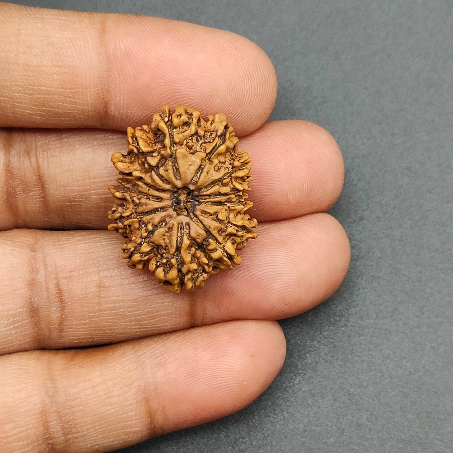 13 Mukhi / Thirteen Face Collector Nepal Rudraksha 27mm, 3.55gram