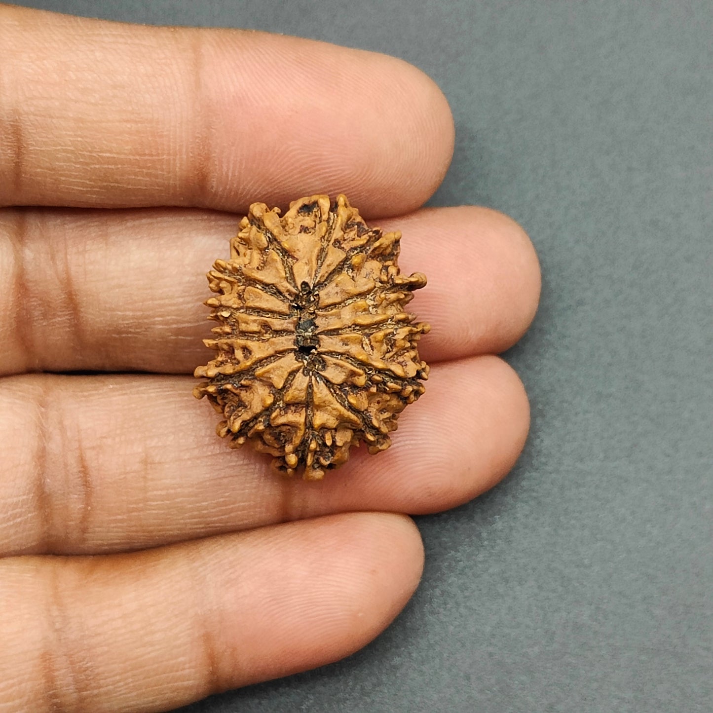 13 Mukhi / Thirteen Face Collector Nepal Rudraksha 27mm, 3.55gram