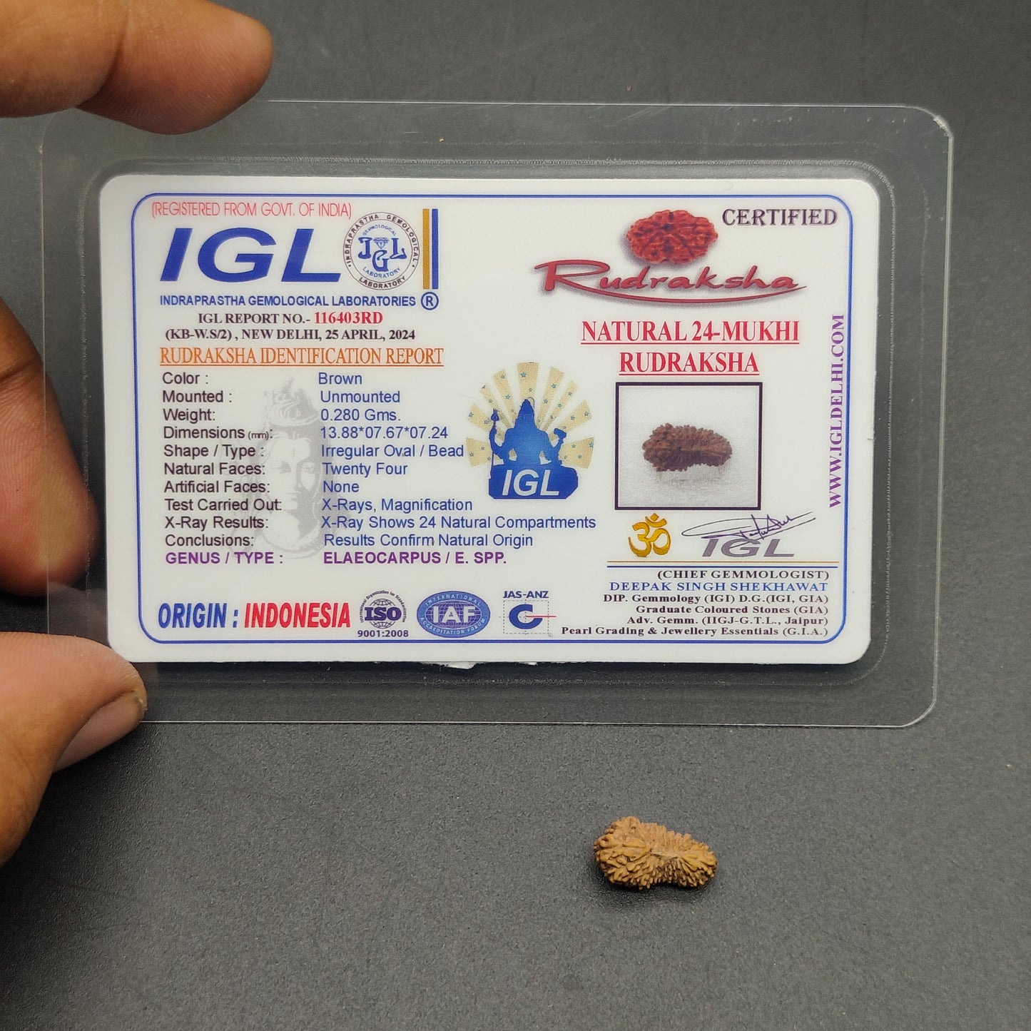 Rare 24 Mukhi Java Rudraksha IGL Certified 13.88mm, 0.280gram