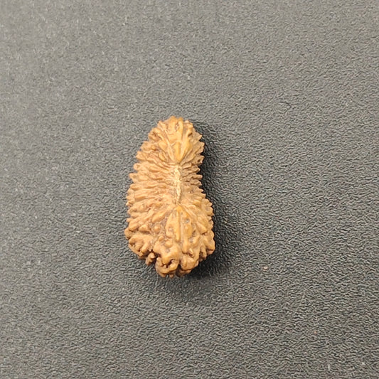 Rare 24 Mukhi Java Rudraksha IGL Certified 13.88mm, 0.280gram