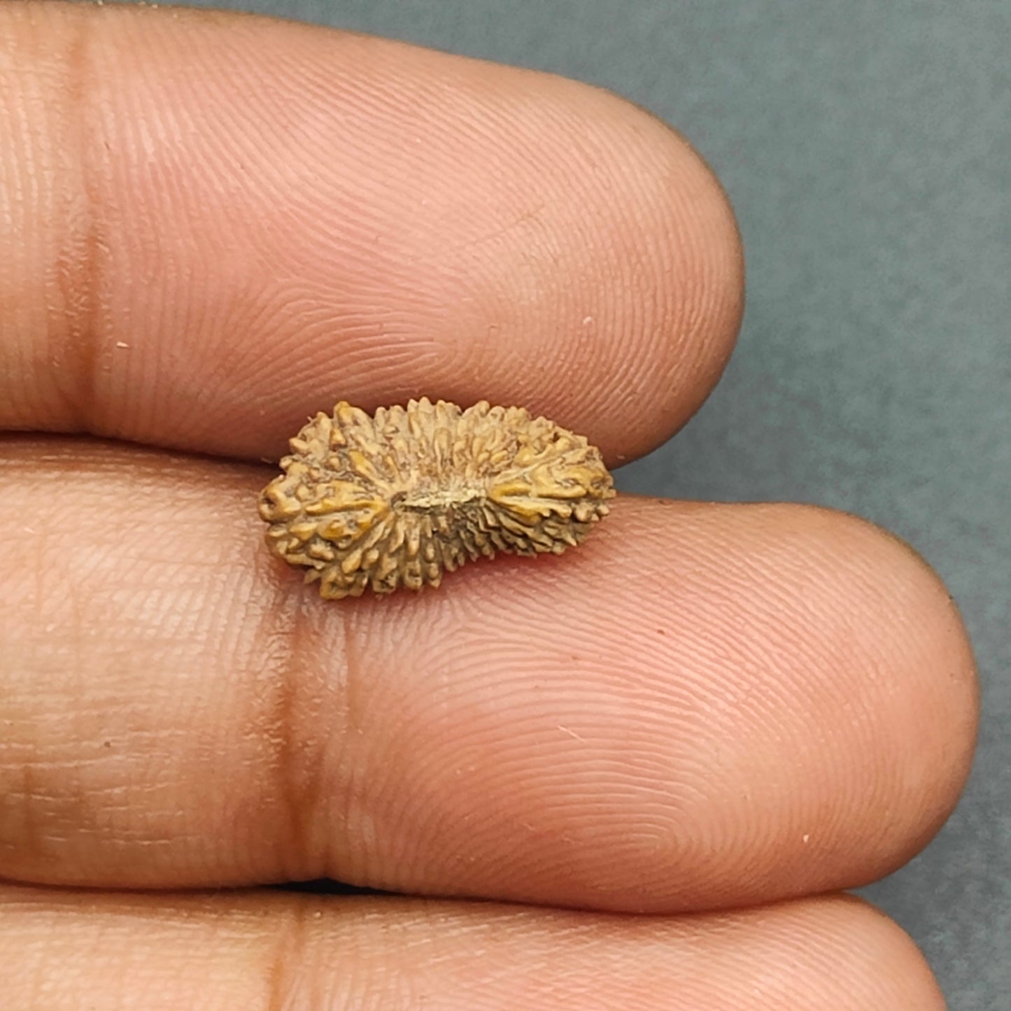 Rare 24 Mukhi Java Rudraksha IGL Certified 13.88mm, 0.280gram