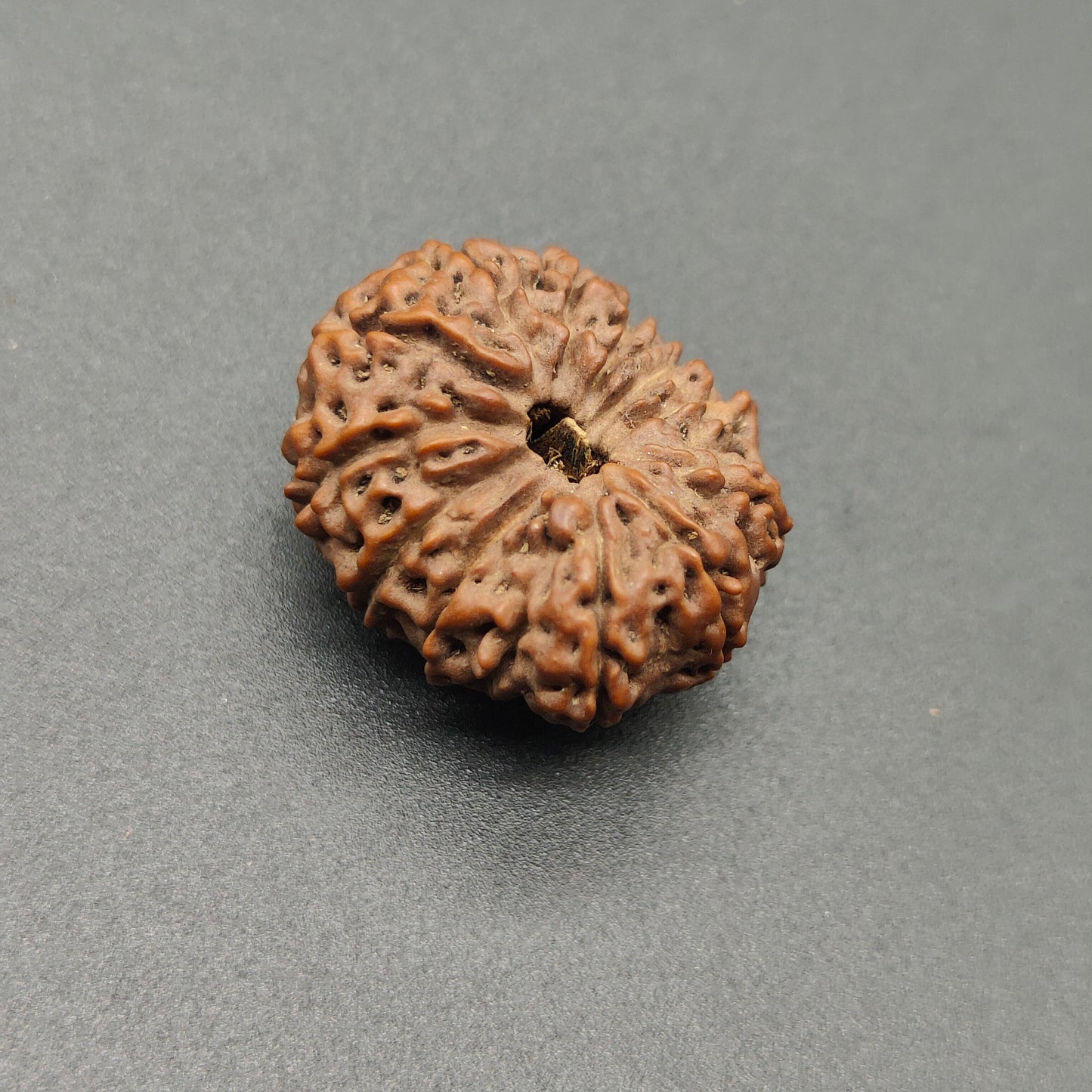 Natural untreated 12 Mukhi Rudraksha real bead texture