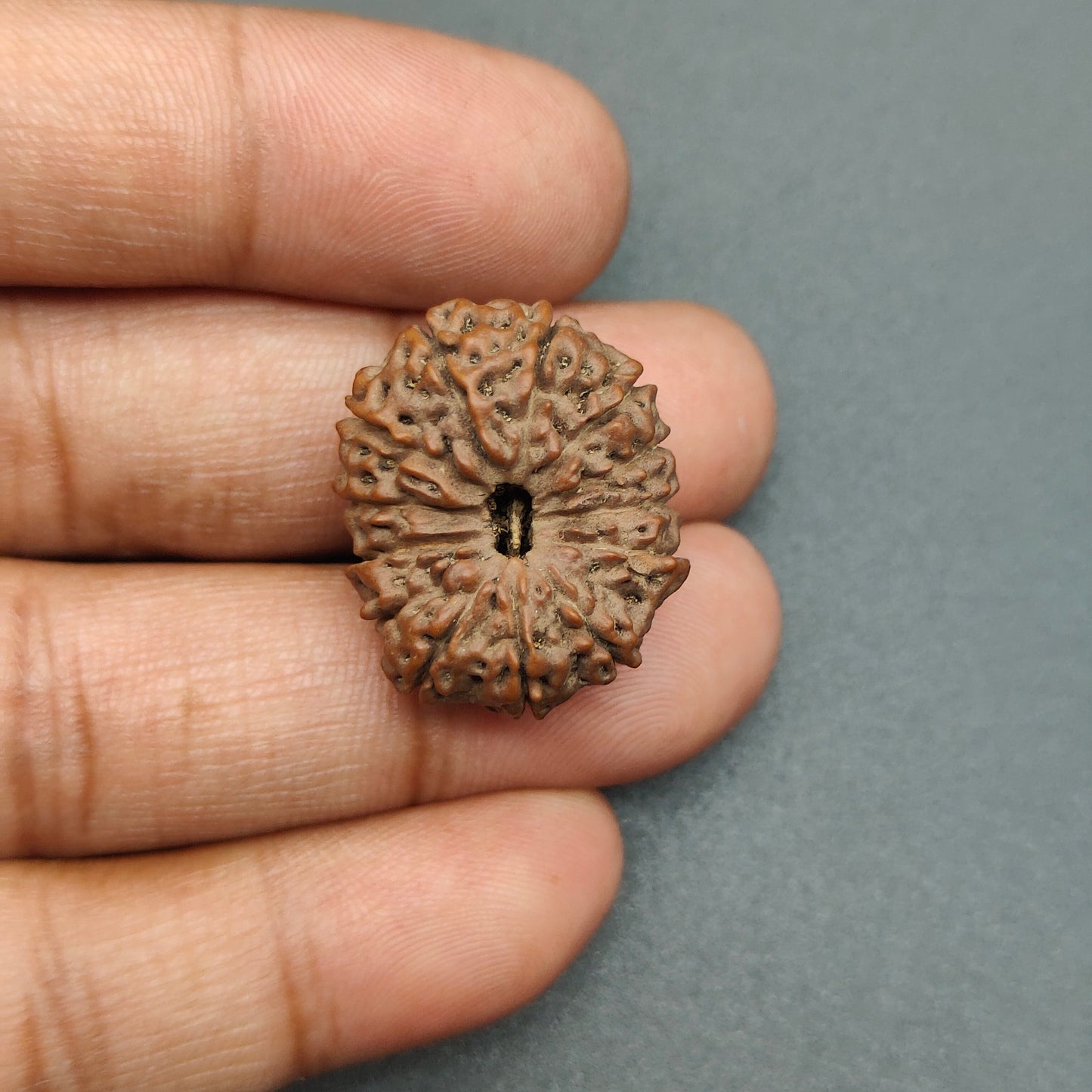 12 Mukhi / Twelve Face Super Collector java Rudraksha Certified 24mm plus, 3.82gram