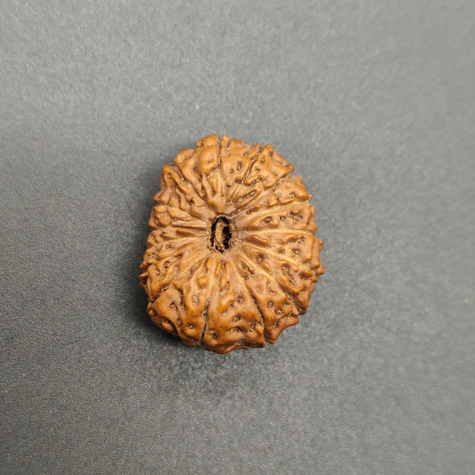 15 Mukhi / Fifteen Face Super Collector Java Rudraksha 24mm, 3.02g