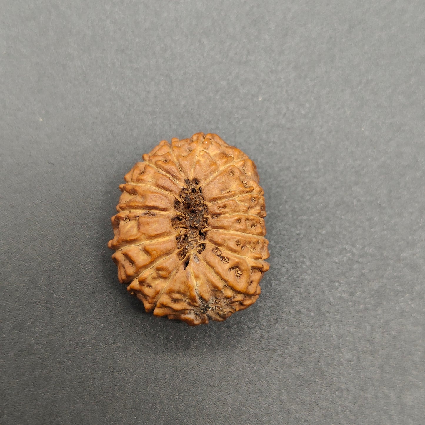 15 Mukhi / Fifteen Face Super Collector Java Rudraksha 24mm, 3.02g