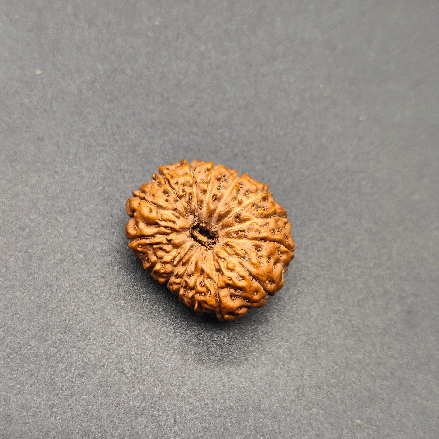 15 Mukhi / Fifteen Face Super Collector Java Rudraksha 24mm, 3.02g