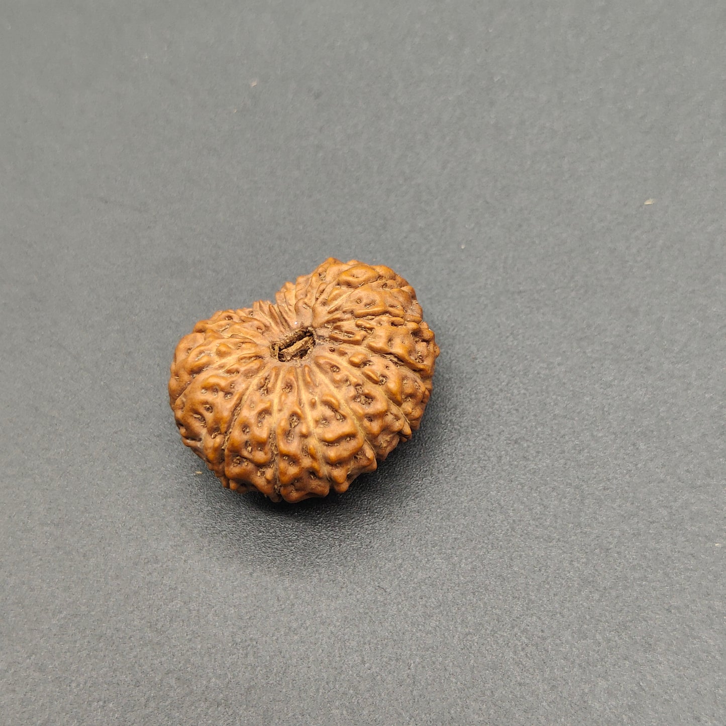 15 Mukhi / Fifteen Face Super Collector Java Rudraksha 24mm, 3.02g