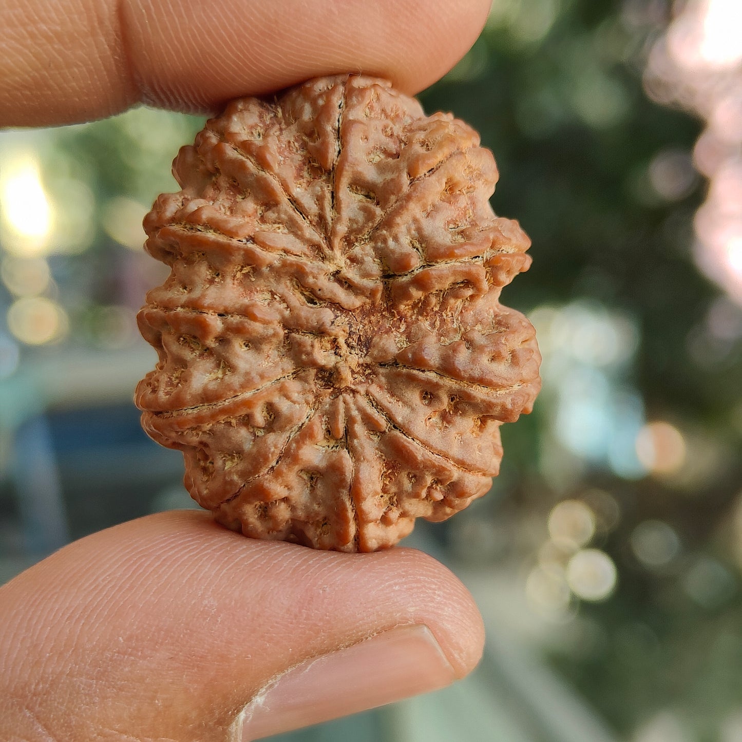 Supreme 11 Mukhi Nepal Rudraksha | Blessings of Hanuman | Super Collector’s Edition | 33.67mm, 8.22gram | IGL Lab Certified