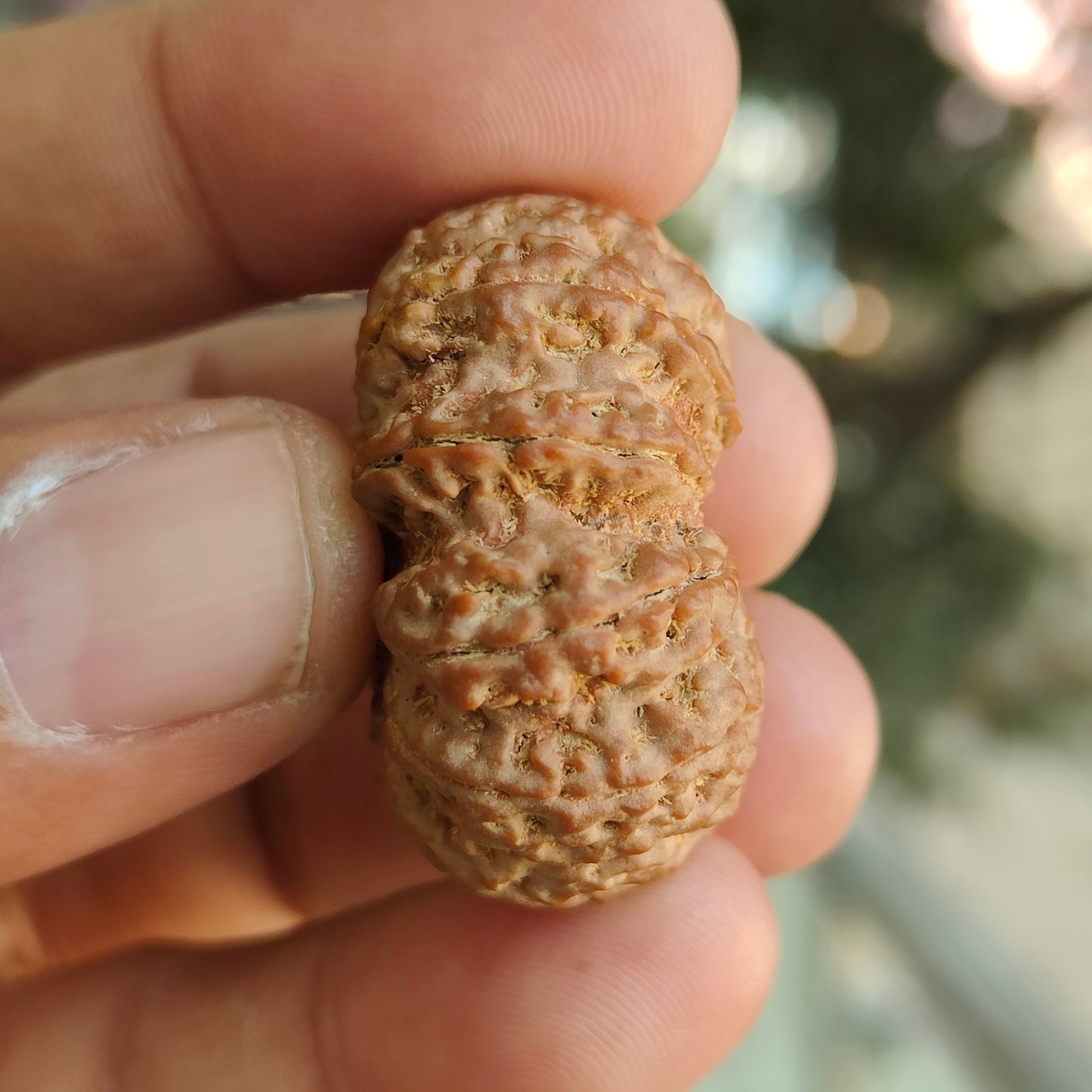 Supreme 11 Mukhi Nepal Rudraksha | Blessings of Hanuman | Super Collector’s Edition | 33.67mm, 8.22gram | IGL Lab Certified