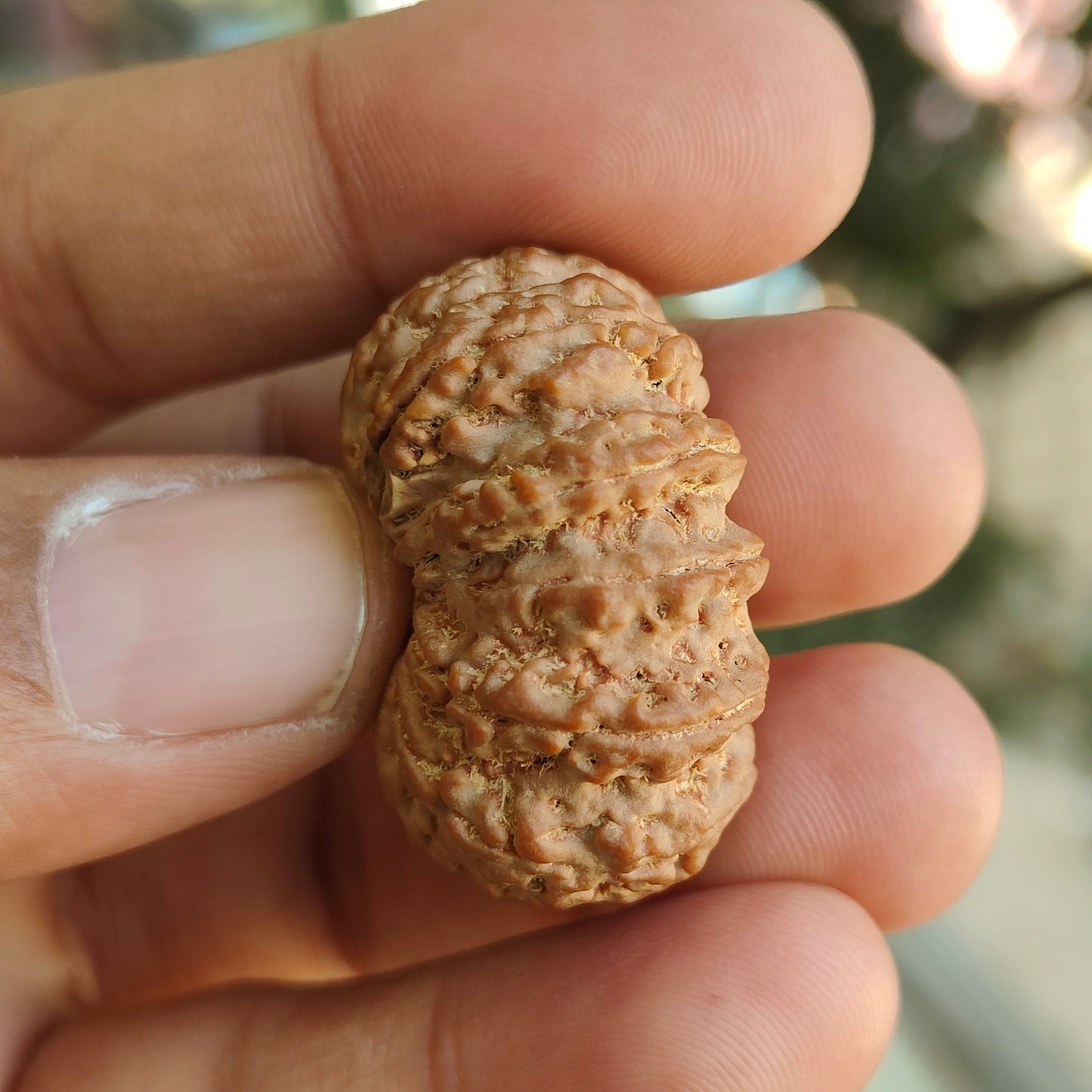 Supreme 11 Mukhi Nepal Rudraksha | Blessings of Hanuman | Super Collector’s Edition | 33.67mm, 8.22gram | IGL Lab Certified