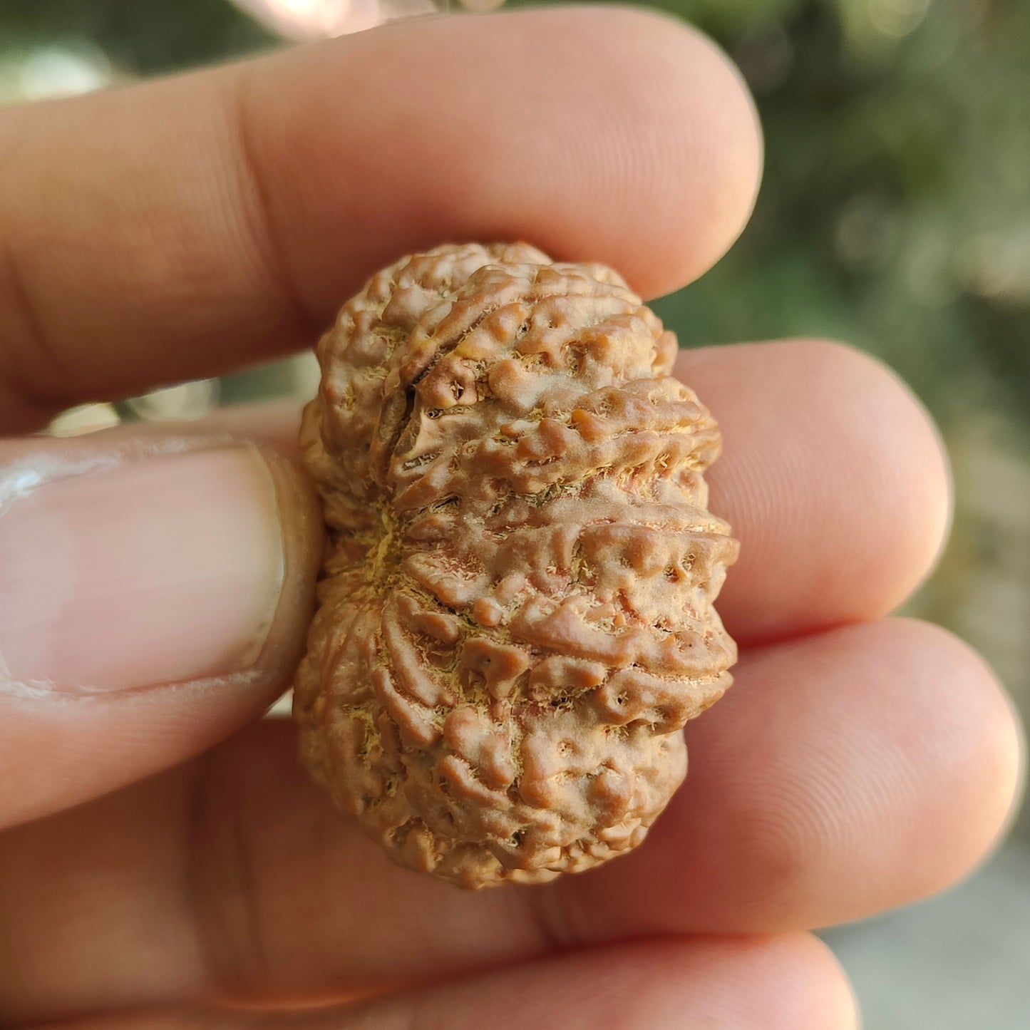 Supreme 11 Mukhi Nepal Rudraksha | Blessings of Hanuman | Super Collector’s Edition | 33.67mm, 8.22gram | IGL Lab Certified