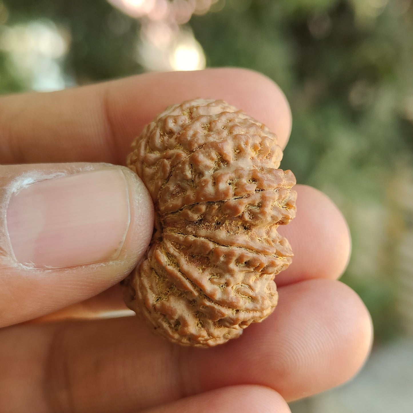 Supreme 11 Mukhi Nepal Rudraksha | Blessings of Hanuman | Super Collector’s Edition | 33.67mm, 8.22gram | IGL Lab Certified