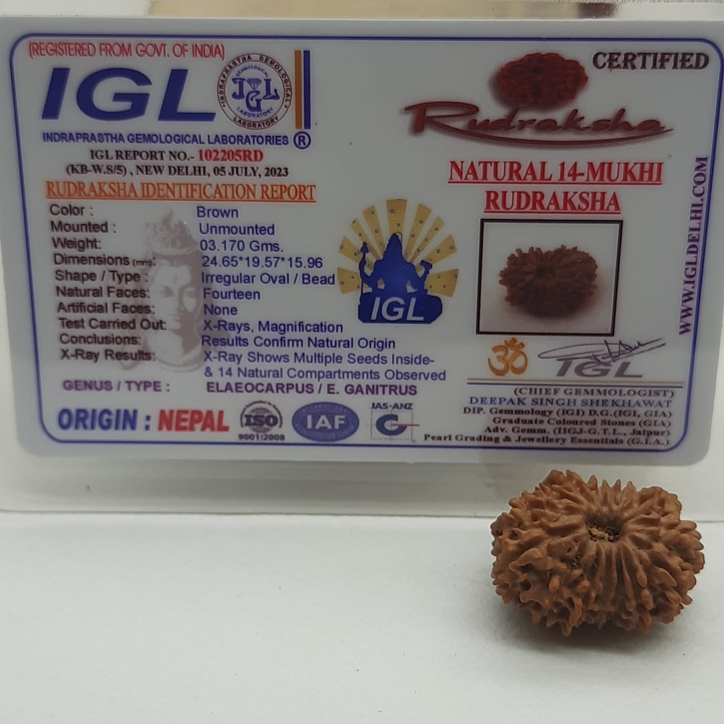 14 Mukhi / Fourteen Face Nepal Rudraksha 21-23 mm | Lab Certified