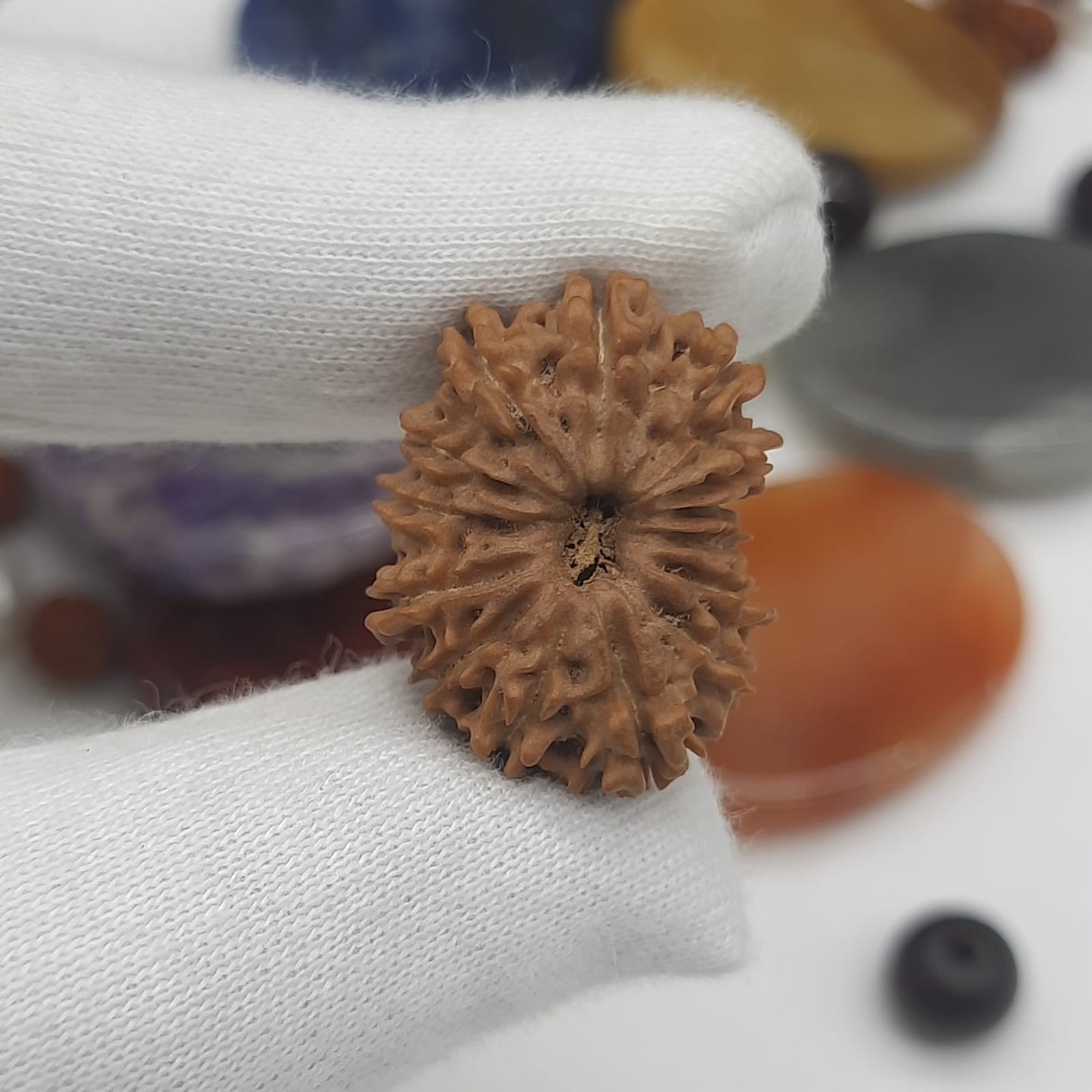 14 Mukhi / Fourteen Face Nepal Rudraksha 21-23 mm | Lab Certified